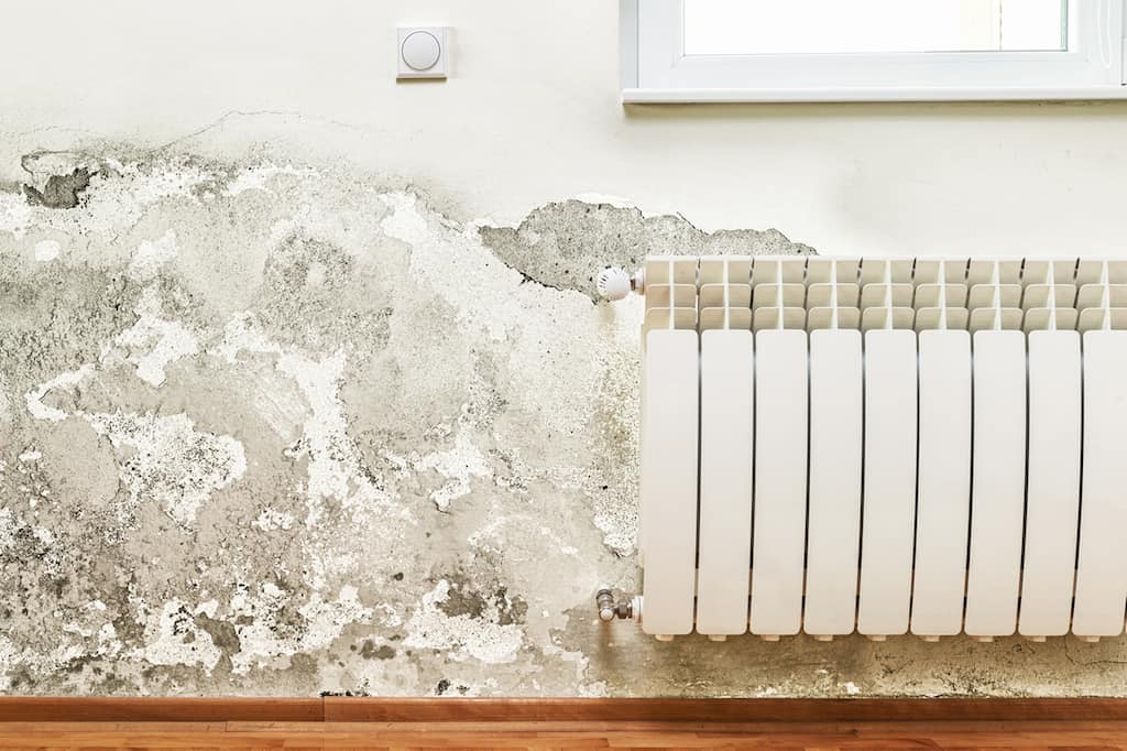 signs of mold