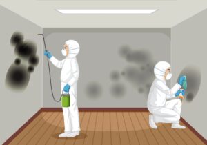 The Importance of Immediate Mold Remediation What Happens if You Delay