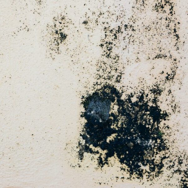 Black Mold The Dangerous Fungi Lurking in Your Orlando Home