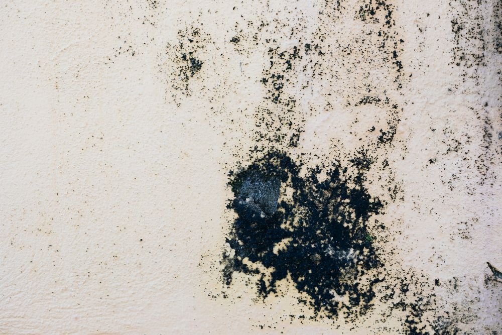 Black Mold The Dangerous Fungi Lurking in Your Orlando Home